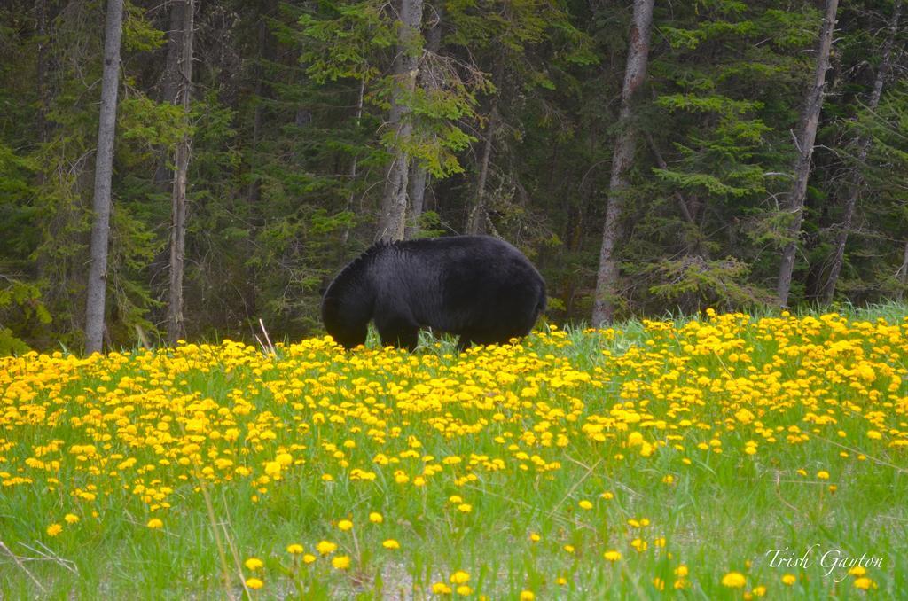 Paradise Resort Club And Spa Canmore Luaran gambar